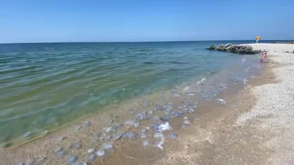 水母在海滨的入侵 水母冲到了海滩上 环境污染 — 图库视频影像