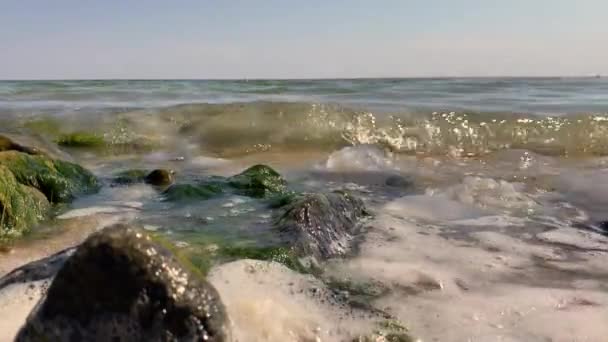 Deniz Kenarında Denizanası Istilası Denizanası Sahile Vurmuş Çevre Kirliliği — Stok video