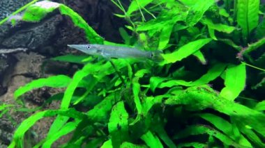  Tatlı su turnabalığı akvaryumda avlanıyor. Yavaş çekim