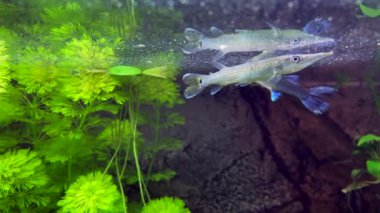  Tatlı su turnabalığı akvaryumda avlanıyor. Yavaş çekim