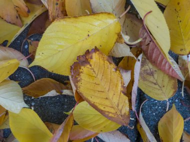 Sıcak portakal yaprakları zengin, doğal bir doku oluşturur. Şükran Günü temaları, promosyonları ve sonbahar tasarım projeleri için mükemmel sezonluk arka plan.