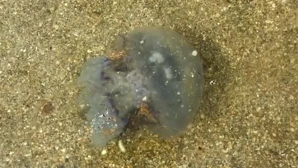 Meduza unosi się na plaży — Wideo stockowe