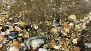 Kabuğun dibi berrak suyla görülebilir.