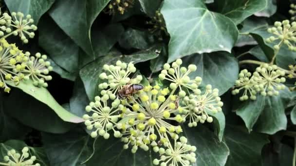 灌木上有很多蜜蜂。四.后续行动 — 图库视频影像