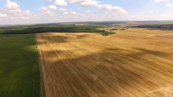 Volando sobre un hermoso campo de trigo — Vídeos de Stock