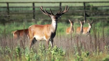 Bir geyik sürüsü çimenlerde otluyor.