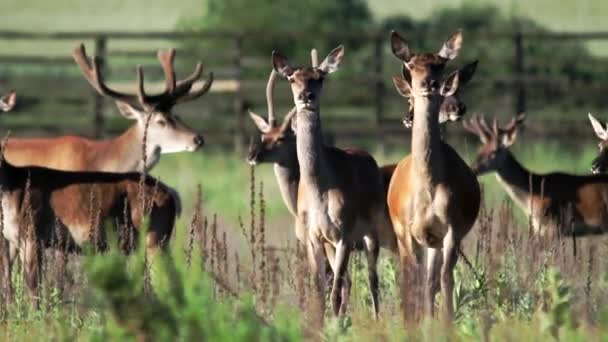 A herd of deer grazes on the lawn — Vídeo de Stock