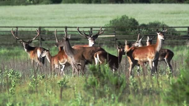 A herd of deer grazes on the lawn — Vídeo de Stock