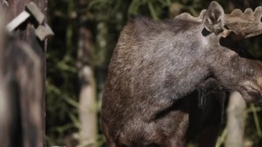 Geyik besleyiciden yer.