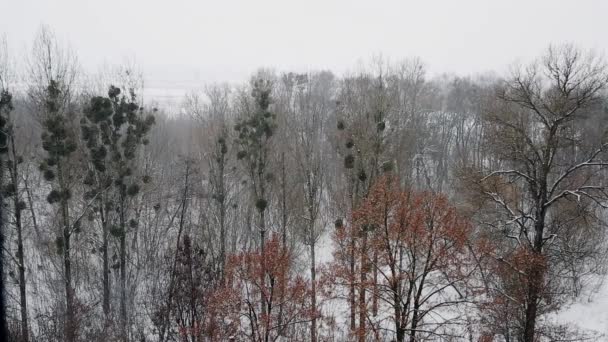 Снігова буря над парком — стокове відео