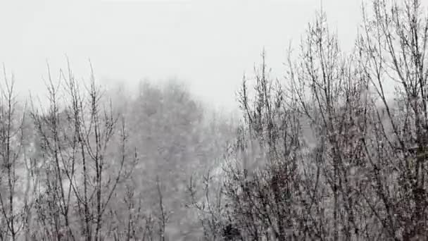 Snowstorm over the park — Stock Video