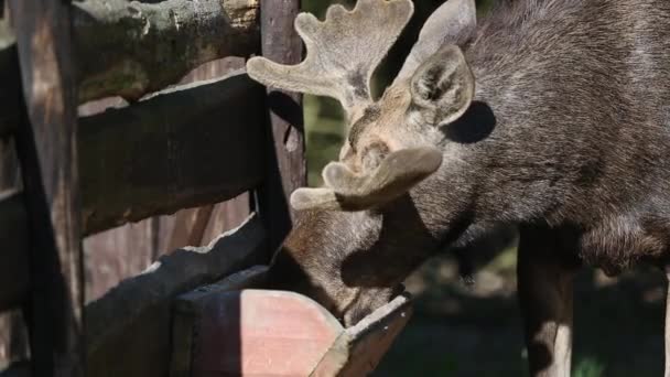 The moose eats from the feeder — Stockvideo