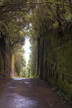 Tenerife ormanlarda dağ yolu