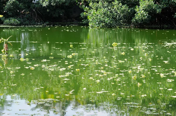 Árboles reflejándose en el agua en el pantano, en un cálido día de verano — Foto de Stock