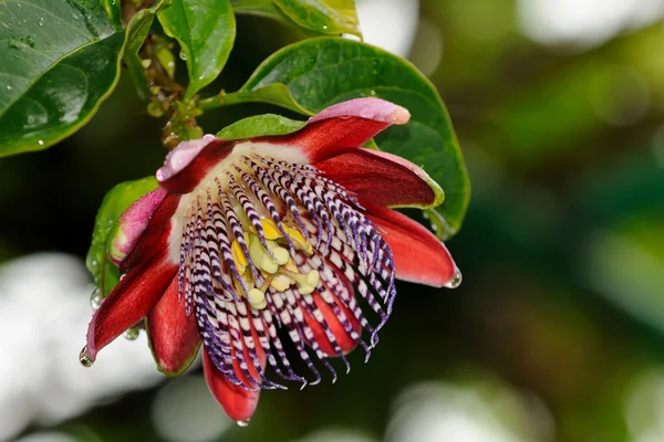 Flor de la pasión o pasiflora —  Fotos de Stock