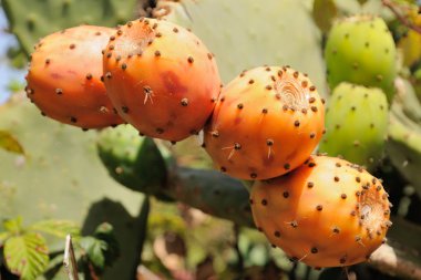 Tenerife, Kanarya, closeup Opuntia ficus-indica kaktüs