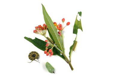 Caterpillar and chrysalis, monarch butterfly, next to the plant clipart