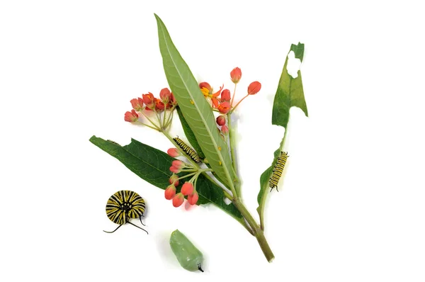 Caterpillar and chrysalis, monarch butterfly, next to the plant — Stock Photo, Image