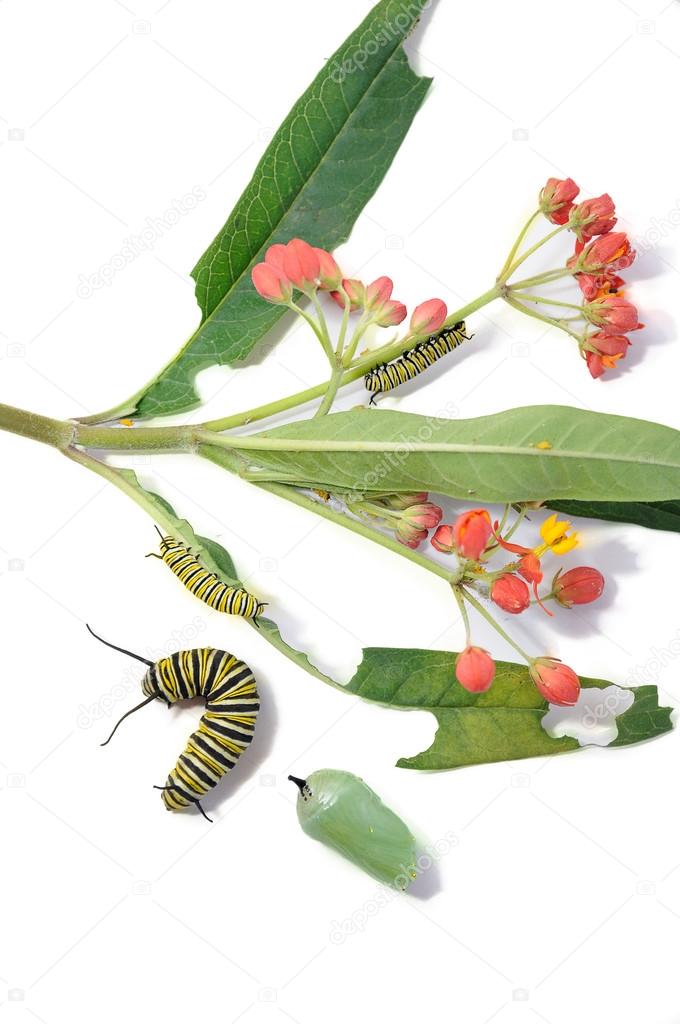 Caterpillar and chrysalis, monarch butterfly, next to the plant