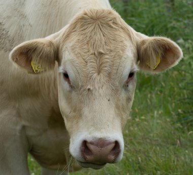 Yönetim Kurulu görünümlü inek 