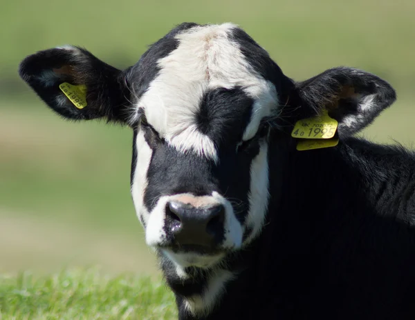 A grumpy looking young cow — Stock Photo, Image