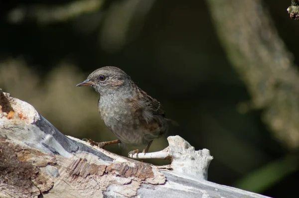 Bir Dunnock — Stok fotoğraf