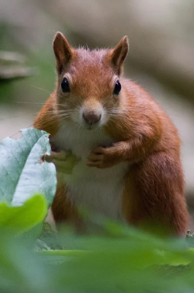 Je peux te voir. — Photo