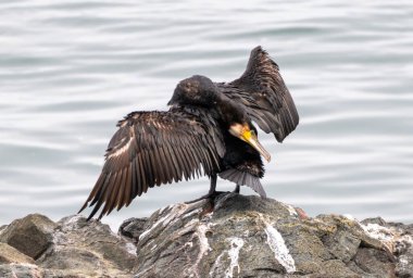 Kanatları açılıp kayaların üzerinde duran bir karabatak.  