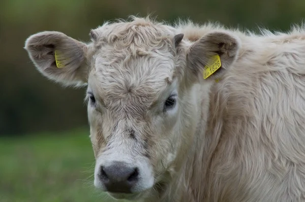 Calf in a field — Stock Photo, Image