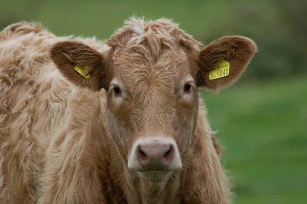 Calf in a field — Stock Photo, Image