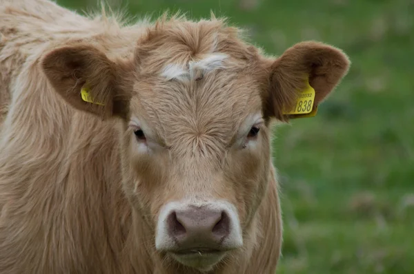 Calf in a field — Stock Photo, Image