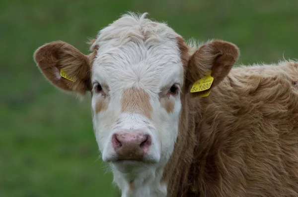 Calf in a field — Stock Photo, Image