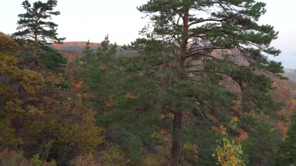 Herfst uitzicht van de berg naar de grote rivier, in het bos met gouden bladeren en groene dennenbomen. Herfst in het bos. — Stockvideo