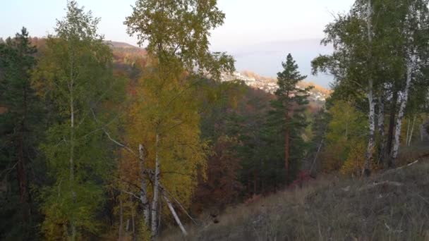 Осенний вид с горы на большую реку, в лесу с золотыми листьями и зелеными елками. Осеннее время в лесу. — стоковое видео