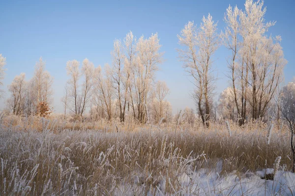 Breath Winter First Ice Lake Dawn Frosty Morning Frost Grass — Photo