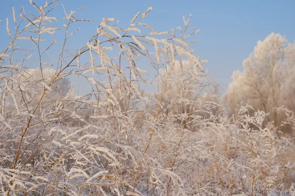 Breath Winter First Ice Lake Dawn Frosty Morning Frost Grass — Photo