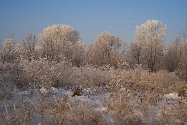 Breath Winter First Ice Lake Dawn Frosty Morning Frost Grass — Photo