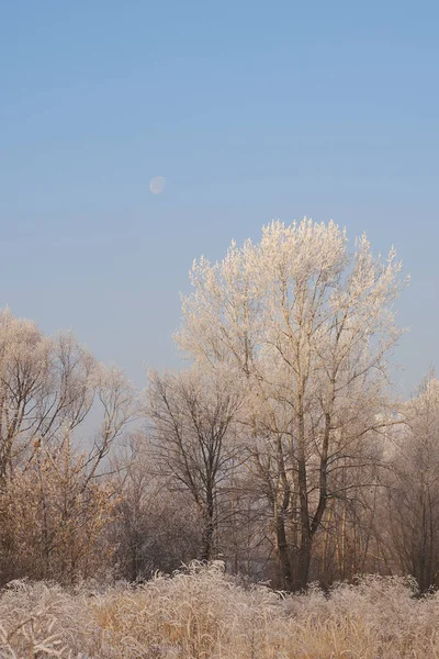 Breath Winter First Ice Lake Dawn Frosty Morning Frost Grass — Photo