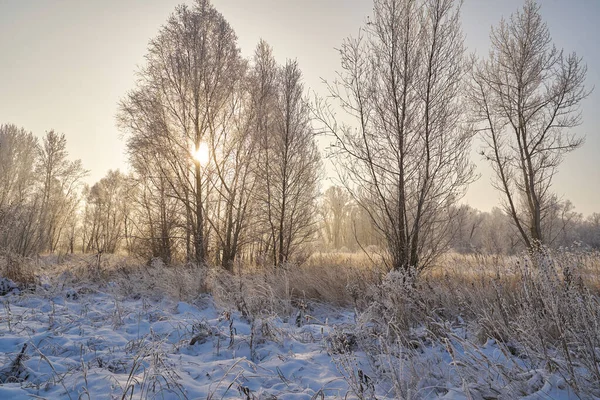 Breath Winter First Ice Lake Dawn Frosty Morning Frost Grass — Photo