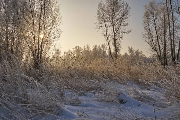 Breath Winter First Ice Lake Dawn Frosty Morning Frost Grass — Photo