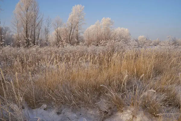 Breath Winter First Ice Lake Dawn Frosty Morning Frost Grass — Photo