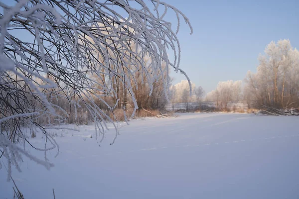 Schöne Winterlandschaft Mit Schneebedeckten Bäumen Winter — Stockfoto