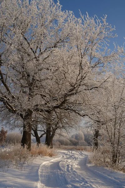 Vinterns Andetag Första Isen Sjön Gryning Frostig Morgon Med Frost — Stockfoto