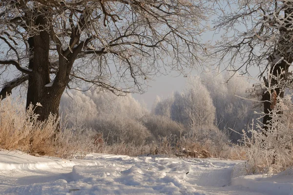 Breath Winter First Ice Lake Dawn Frosty Morning Frost Grass — Photo