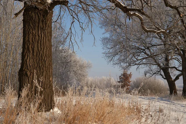 Hauch Von Winter Erstes Eis Auf Dem See Morgengrauen Einem — Stockfoto