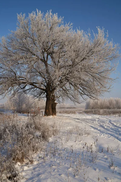 Breath Winter First Ice Lake Dawn Frosty Morning Frost Grass — Photo