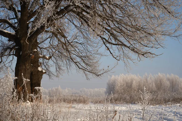 Vinterns Andetag Första Isen Sjön Gryning Frostig Morgon Med Frost — Stockfoto