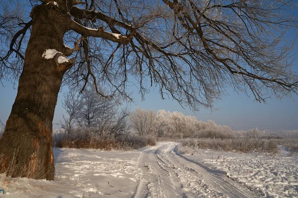 Dech Zimy První Led Jezeře Úsvit Mrazivého Rána Mrazem Trávě — Stock fotografie