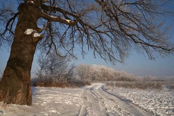 Breath Winter First Ice Lake Dawn Frosty Morning Frost Grass — Photo