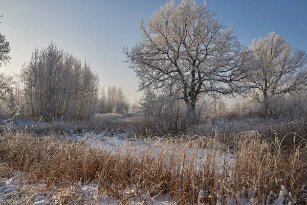 Hauch Von Winter Erstes Eis Auf Dem See Morgengrauen Einem — Stockfoto